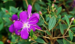 紫露草的养殖方法和注意事项，八个要点让其花繁叶茂(紫露草开花后怎样管理)