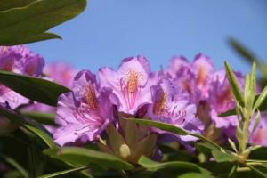 紫松果菊(紫松果菊提取物对皮肤的作用)
