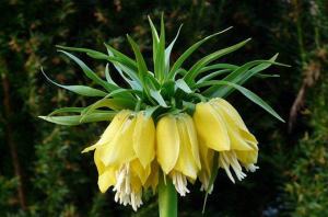 皇冠贝母花的寓意是什么，有哪些养护方法？