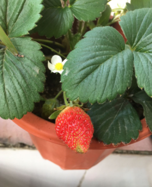 草莓怎么种植方法 地里