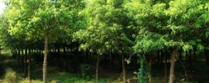 黄山栾树一年施肥最佳时间