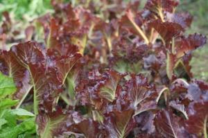 怎样种植紫叶生菜：适宜在土层深厚、疏松、富含有机质的土壤种植