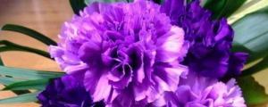 紫色康乃馨花语