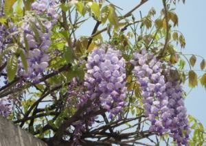 丰盈的紫藤花
