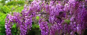 紫藤为什么只长叶不开花