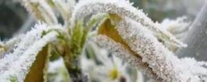 植物防冻剂副作用