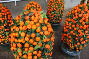 怎样培养盆栽金橘
