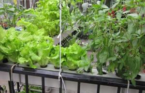 水培蔬菜怎么种植：蔬菜幼苗定植后只需定期添加营养液即可，冬天注意做保暖措施