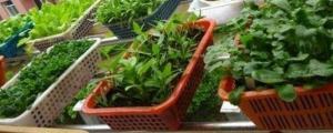 塑料盆种菜真的有毒吗