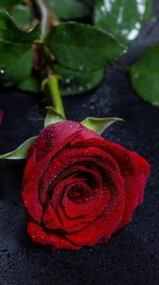 21朵玫瑰花的花语是什么