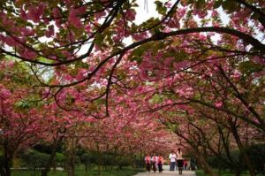 重庆南山植物园樱花：每年春天都举办樱花节