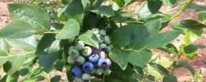 天后蓝莓品种介绍