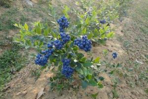 蓝莓的盆栽怎么种植