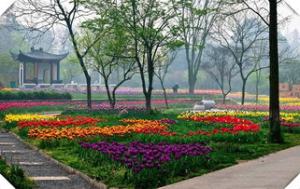 上海古猗园牡丹花会时间、地点、门票价格、交通路线、游玩攻略