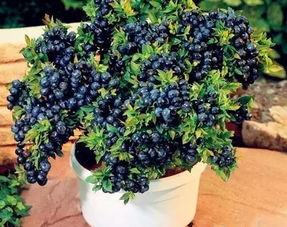 怎么对蓝莓进行施肥？有哪些肥料对蓝莓好？