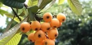 老鸦柿的果实在哪个季节成熟最多？