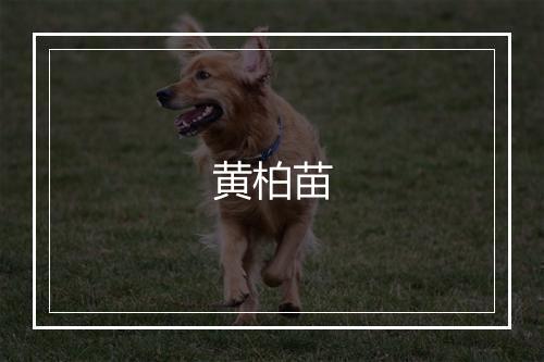 黄柏苗