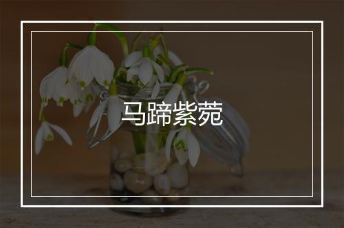 马蹄紫菀