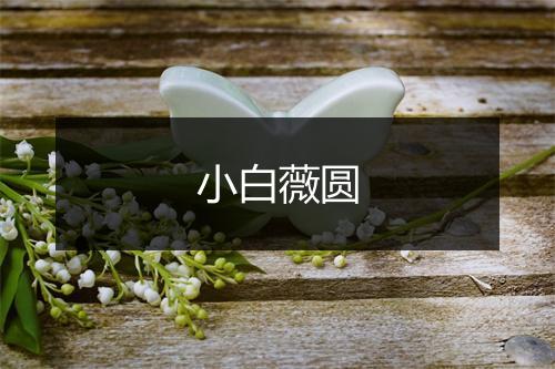 小白薇圆