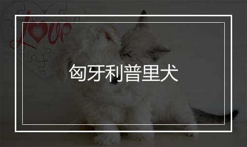 匈牙利普里犬