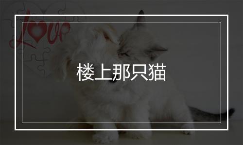 楼上那只猫