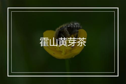 霍山黄芽茶