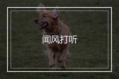 闻风打听