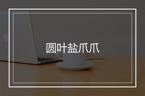 圆叶盐爪爪