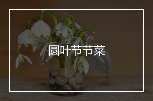 圆叶节节菜