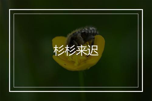 杉杉来迟