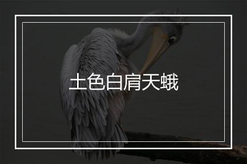 土色白肩天蛾