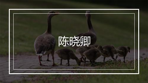 陈晓卿