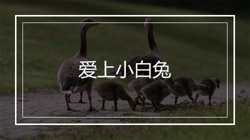 爱上小白兔