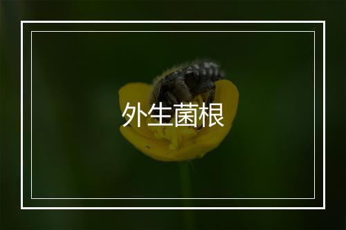 外生菌根