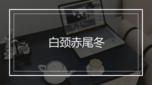 白颈赤尾冬