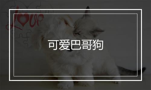 可爱巴哥狗