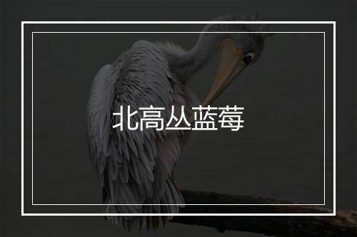 北高丛蓝莓