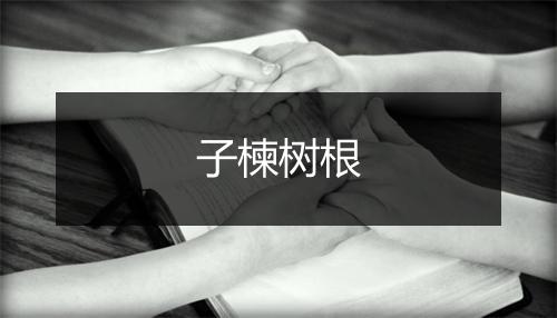 子楝树根