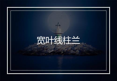 宽叶线柱兰