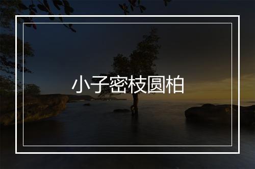 小子密枝圆柏