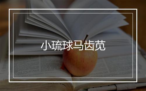 小琉球马齿苋