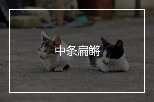 中条扁鳉