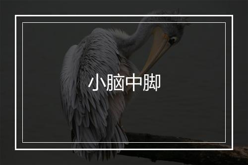 小脑中脚