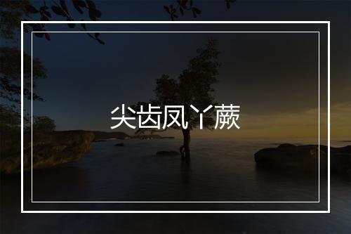 尖齿凤丫蕨