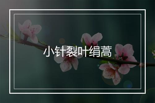 小针裂叶绢蒿