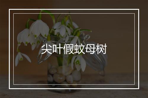 尖叶假蚊母树