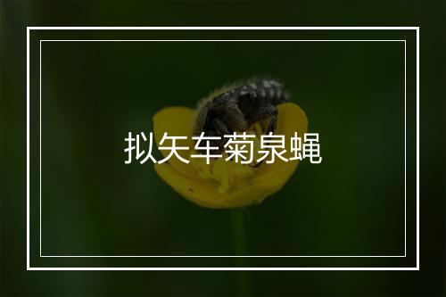 拟矢车菊泉蝇