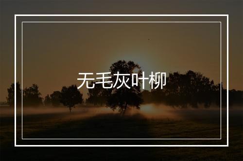 无毛灰叶柳