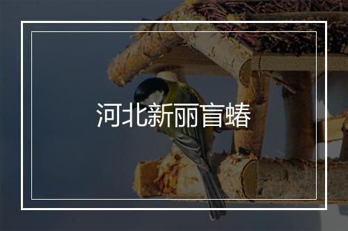 河北新丽盲蝽