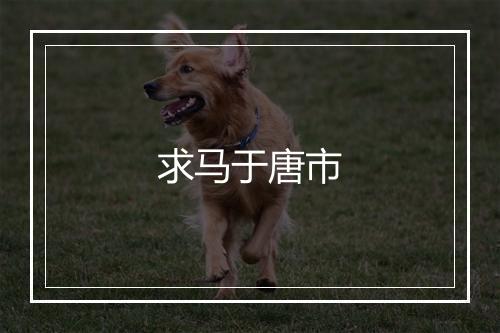 求马于唐市